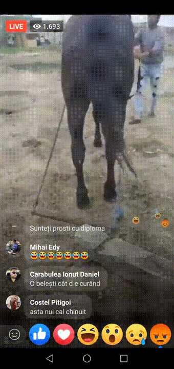 Cal chinuit de romii în direct