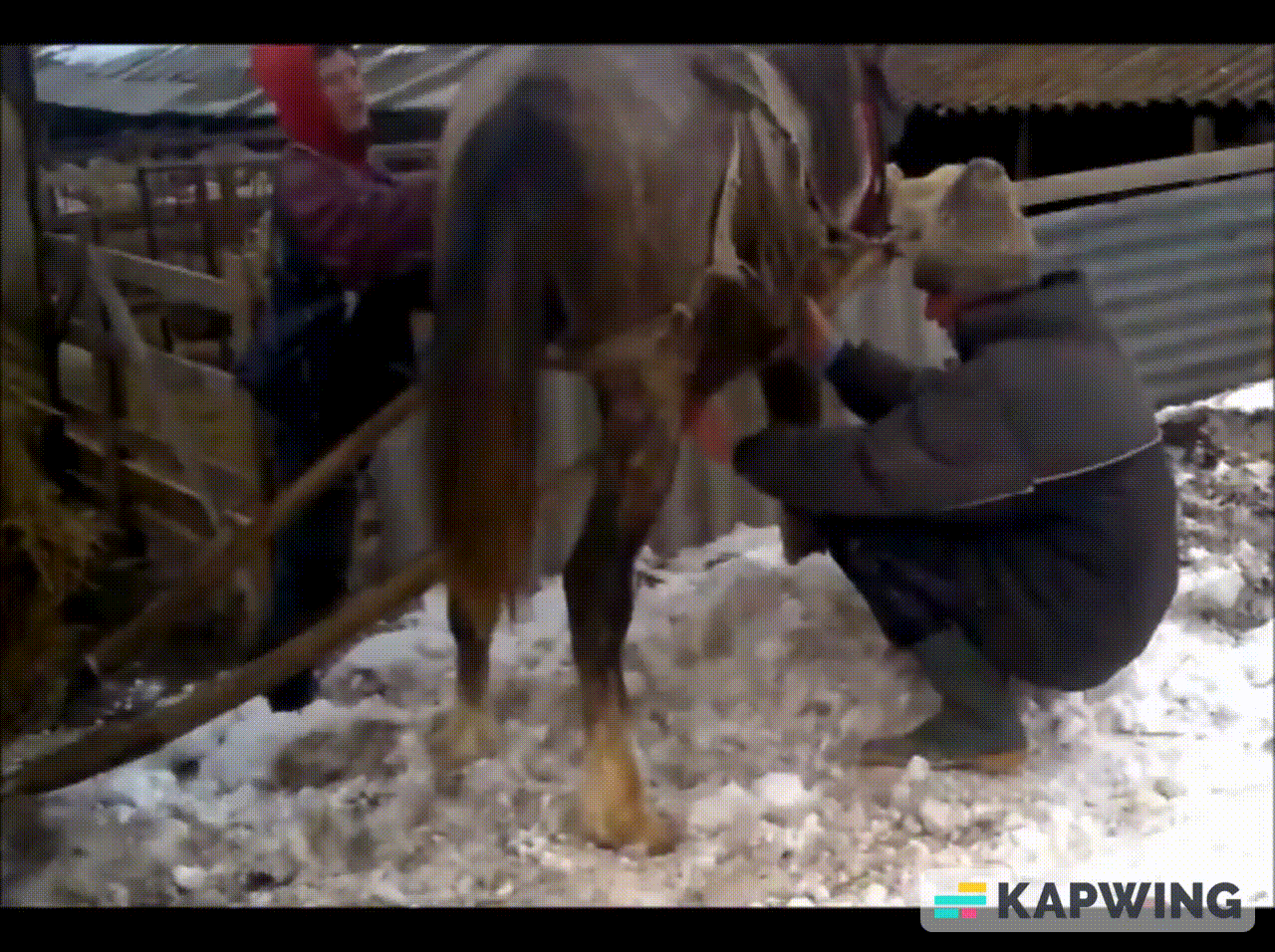 la stana cu un cal scuipând spermă și urină