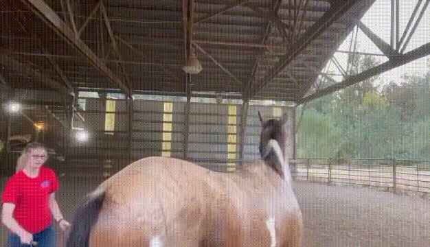 Geneva Boston girl holds a whip and beats the horse until it spits out sperm and urine