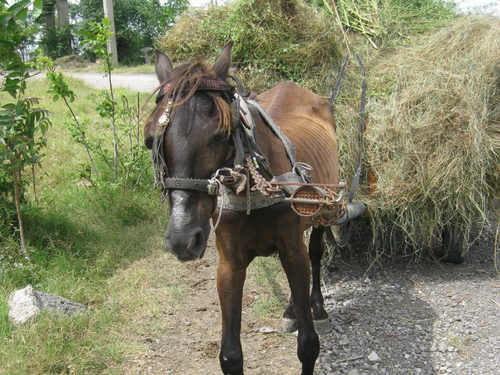 Injured horses forced to work  Horses in Romania are forced to carry and pull items that are way too heavy for them—and when they struggle, they are whipped and beaten mercilessly.